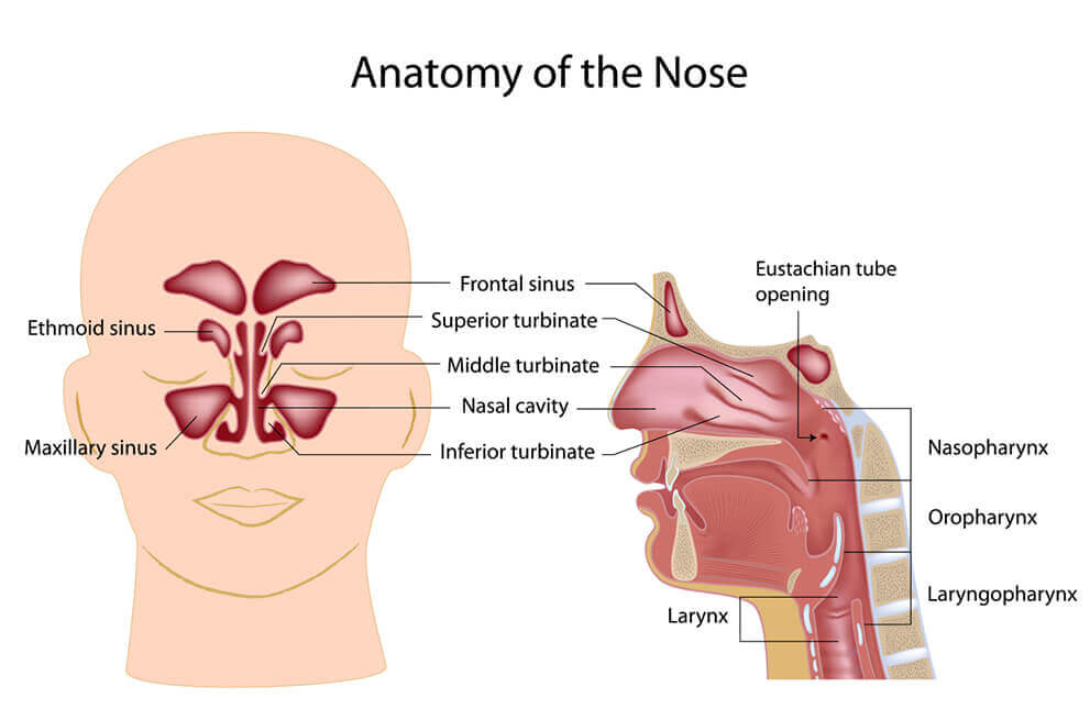 sinus infection nose