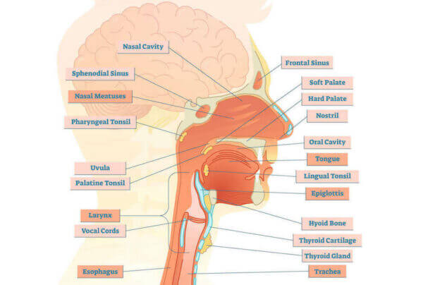 Throat Disorders Greenbelt | Gastric Reflux Clinton | ENT Glenn Dale